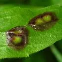Asteromyia modesta