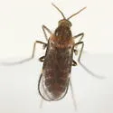 Asteromyia modesta - photo 2