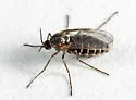 Asteromyia tumifica - photo 4