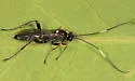 Asthenolabus scutellatus - photo 2