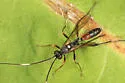 Asthenolabus scutellatus - photo 3