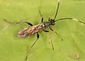 Asthenolabus scutellatus - photo 4