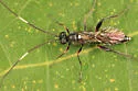 Asthenolabus scutellatus - photo 5