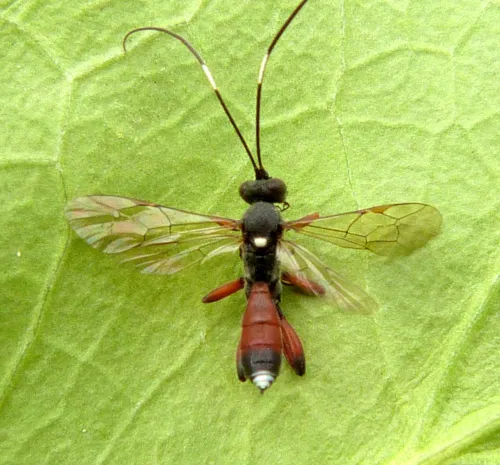 Asthenolabus vitratorius