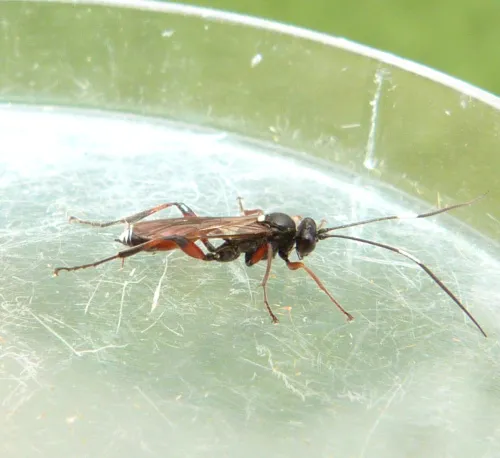 Asthenolabus vitratorius - photo 2