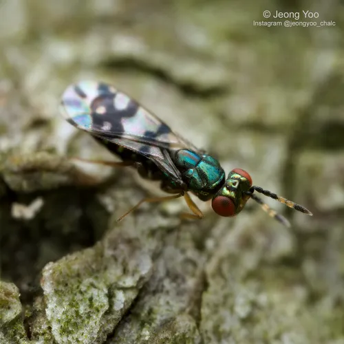 Astichus arithmeticus