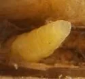 Astictoneura muhlenbergiae - photo 3