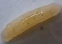 Astictoneura muhlenbergiae - photo 4