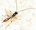 Astiphromma splenium - photo 2