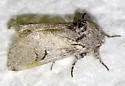 Astiptodonta aonides - Hodges#7971