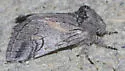 Astiptodonta aonides - Hodges#7971 - photo 4