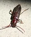 Astromula nitidum - photo 2