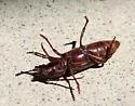 Astromula nitidum - photo 3