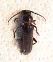 Astromula nitidum - photo 4