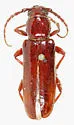 Astromula nitidum - photo 5