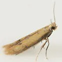 Astrotischeria helianthi - Hodges#0161