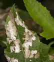 Astrotischeria melantheranella - Hodges#0163.1
