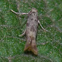 Astrotischeria omissa - Hodges#0171