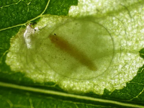 Astrotischeria solidagonifoliella - Hodges#0156