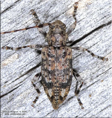 Variegated Longhorned Beetle - Astyleiopus variegatus