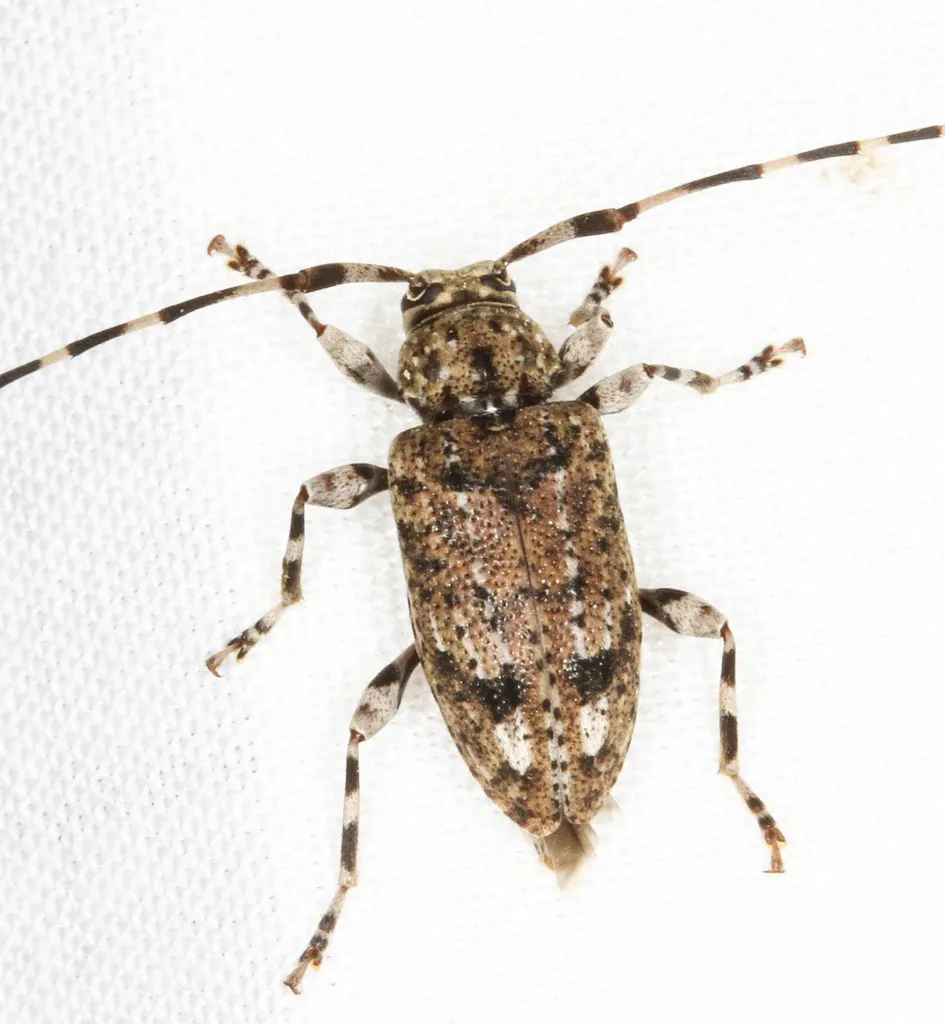 Variegated Longhorned Beetle - photo 2