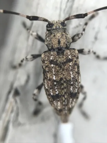 Variegated Longhorned Beetle - photo 3