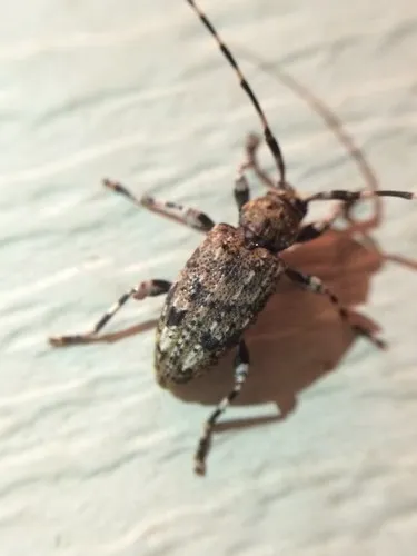 Variegated Longhorned Beetle - photo 5