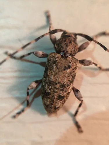 Variegated Longhorned Beetle - photo 6