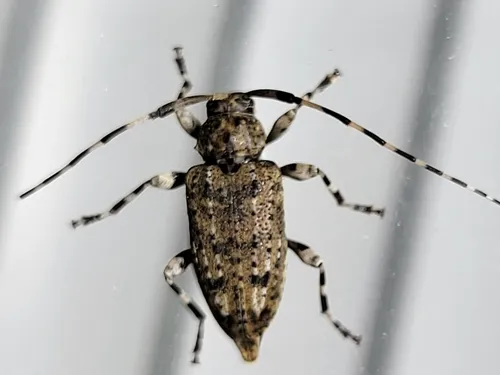 Variegated Longhorned Beetle - photo 7