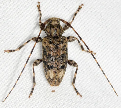 Variegated Longhorned Beetle - photo 8