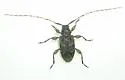 Astylidius parvus - photo 2