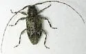 Astylidius parvus - photo 3