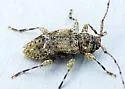 Astylidius parvus - photo 4