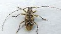 Astylidius parvus - photo 5