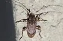 Astylopsis arcuata - photo 2