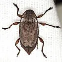 Astylopsis arcuata - photo 3