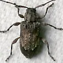Astylopsis arcuata - photo 4
