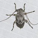 Astylopsis arcuata - photo 5