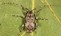 Astylopsis collaris