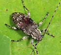Astylopsis collaris - photo 2
