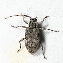 Astylopsis collaris - photo 3