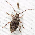 Astylopsis collaris - photo 4