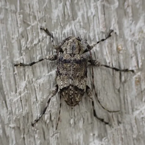 Astylopsis fascipennis