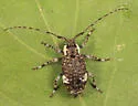 Astylopsis macula - Astylopsis macula