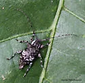 Astylopsis macula - photo 3