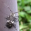 Astylopsis macula - photo 4