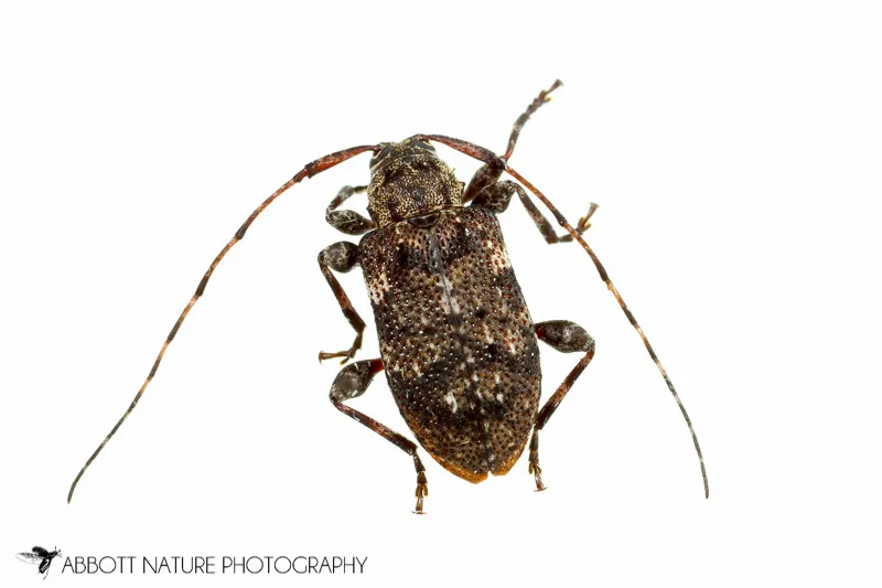 Six-speckled Long-horned Beetle - photo 2
