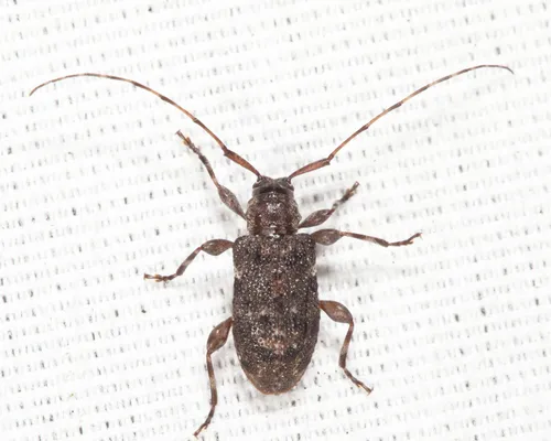 Six-speckled Long-horned Beetle - photo 3