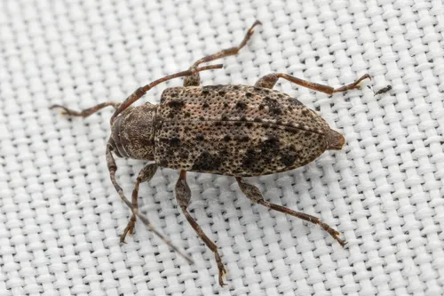Six-speckled Long-horned Beetle - photo 4