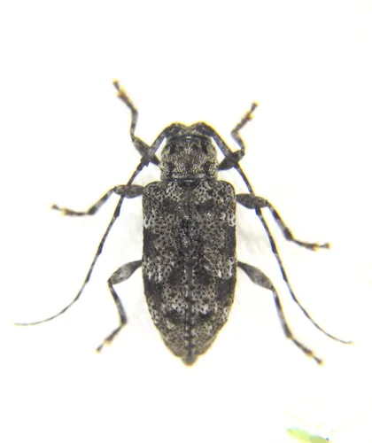 Six-speckled Long-horned Beetle - photo 5
